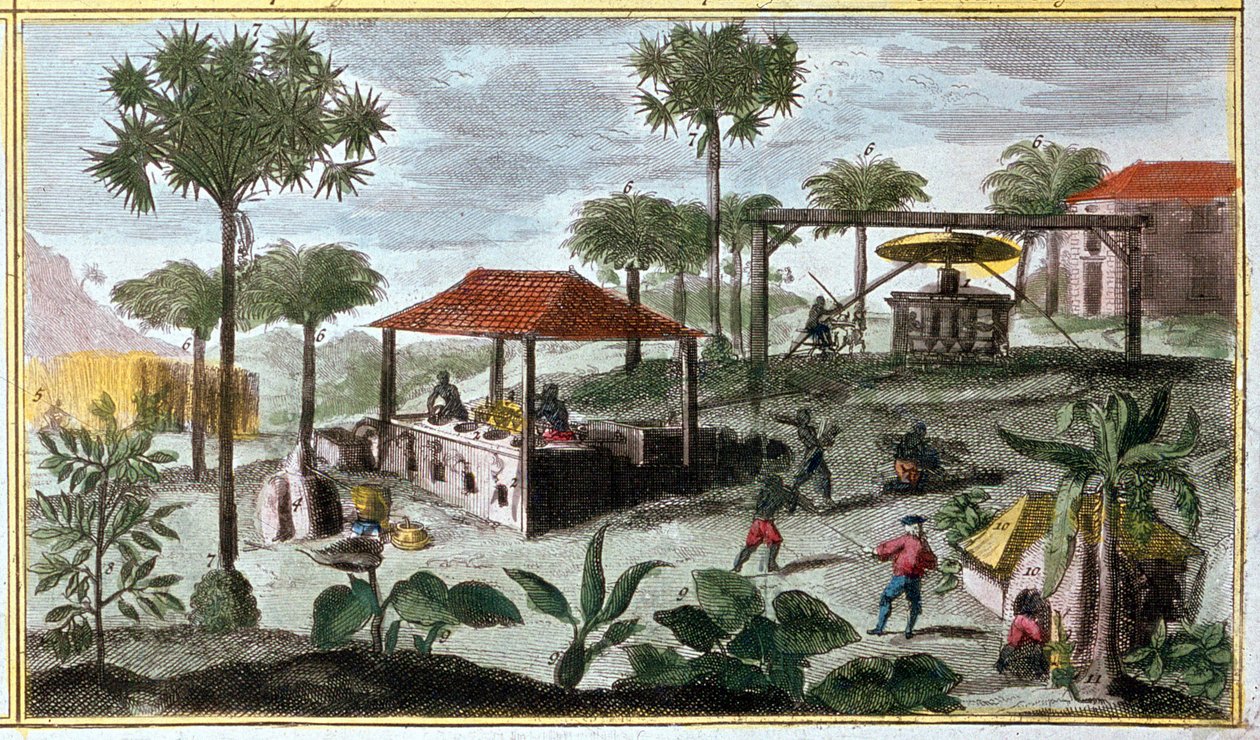 Sokerin tuotanto Länsi-Intiassa, yksityiskohta numerosta 00155 - "" Du Tertren ranskalaisten asuttamien Antillien yleinen historia"", 1800-luvun alku tekijältä French School