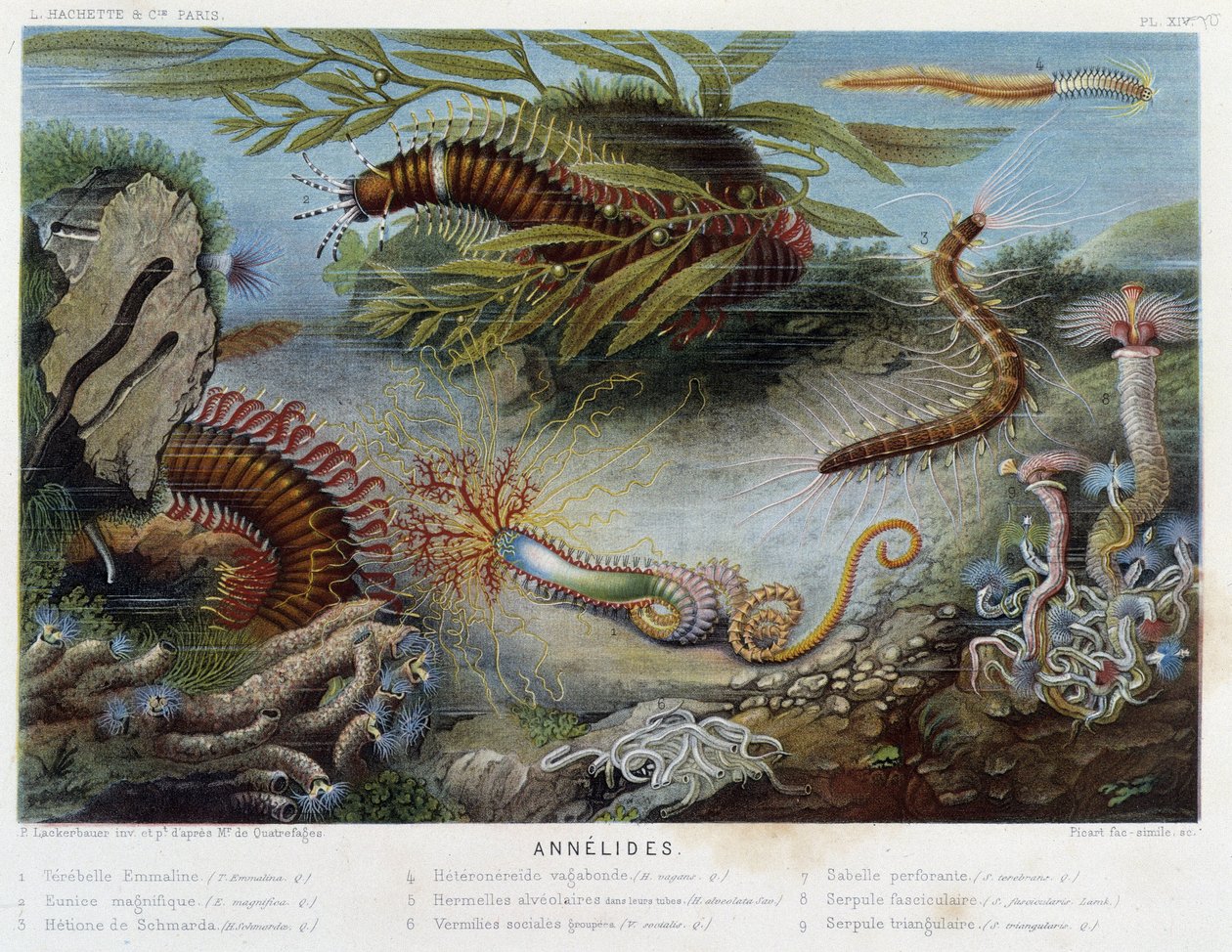 Sunapte de Duvernoy - Alfred Fredolin elokuvassa "" Le Monde de la Mer". toim. Paris, Hackette. tekijältä French School