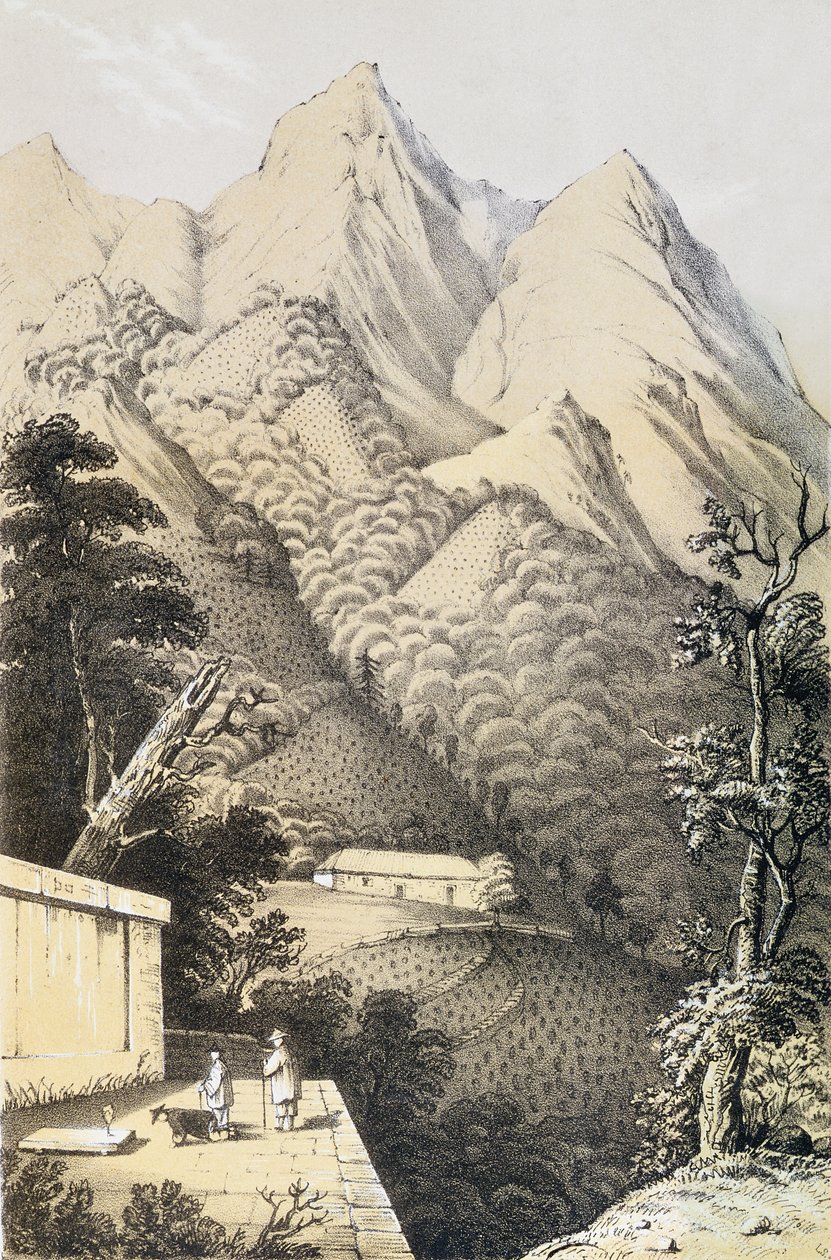 Teeviljelmät Kiinan vihreän teen alueella, otettu kirjasta Matka Kiinan teemaihin, julkaistiin ensimmäisen kerran 1852, kirjoittaja Robert Fortune (1812-1880) tekijältä French School