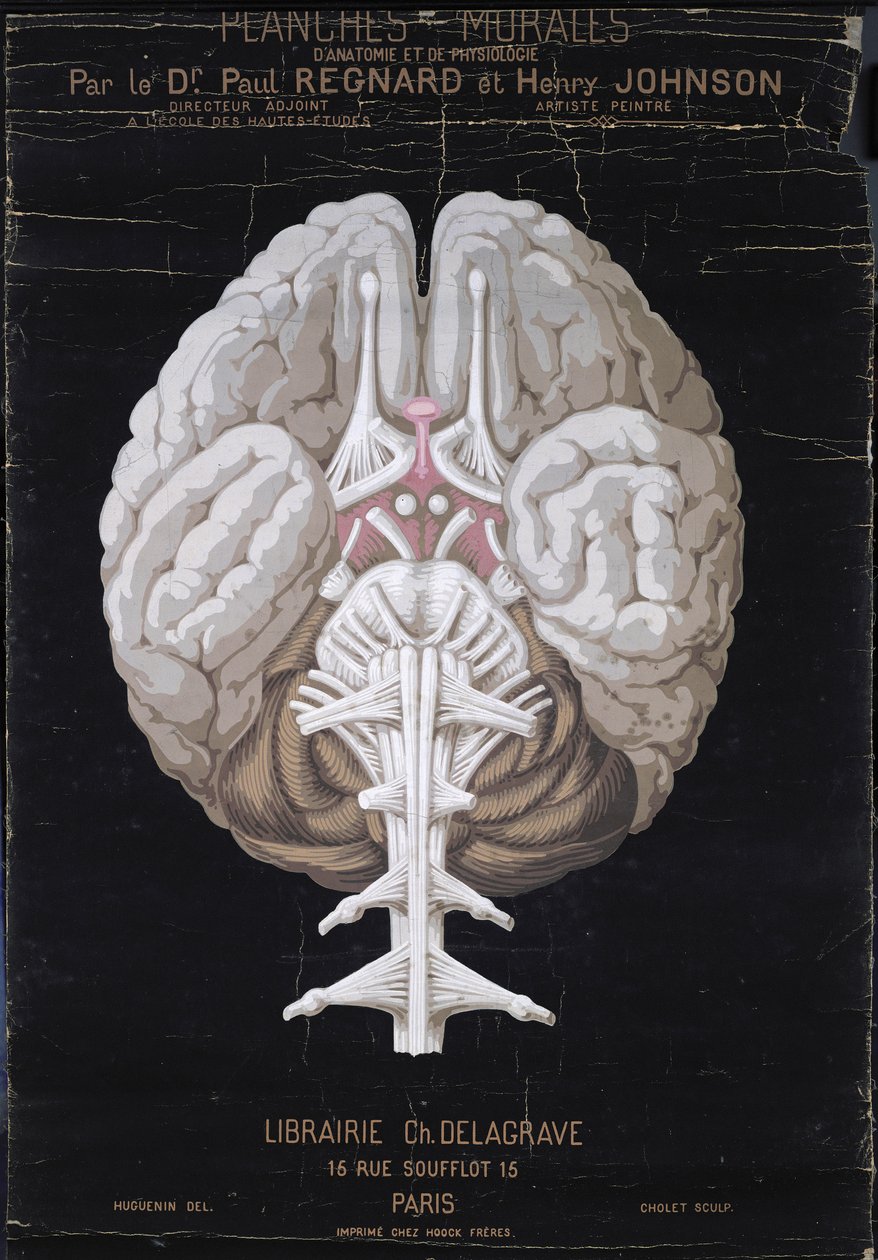 The Brain, tohtori Paul Regnardin ja Henry Johnsonin teoksesta Planches Murales dAnatomie et de Physiologie tekijältä French School