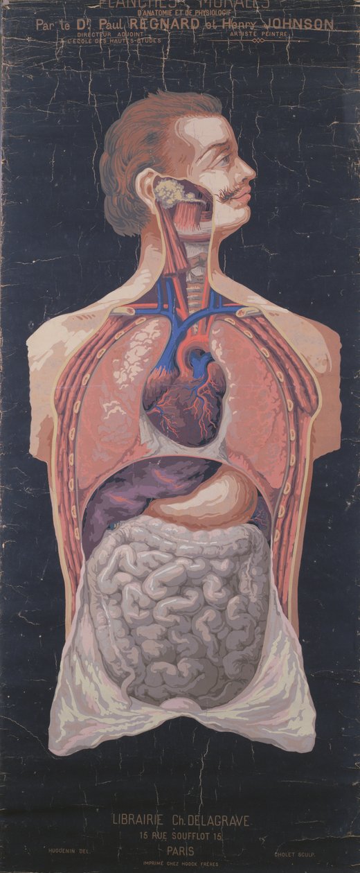 Rinta ja vatsa, tohtori Paul Regnardin ja Henry Johnsonin teoksesta Planches Murales dAnatomie et de Physiologie tekijältä French School