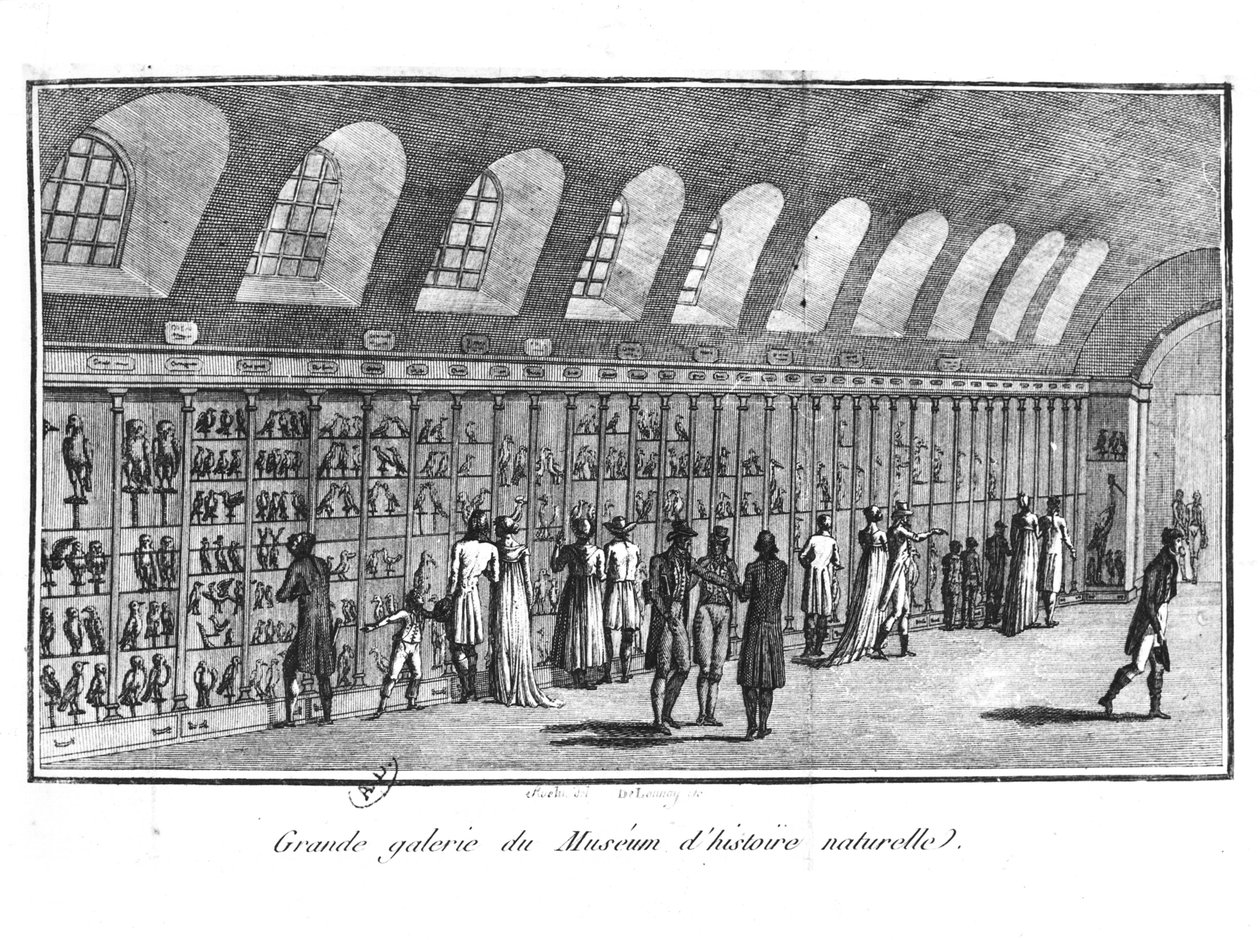 Luonnonhistoriallisen museon suuri galleria Pariisissa tekijältä French School