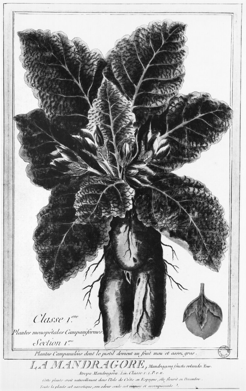 Mandrake tekijältä French School