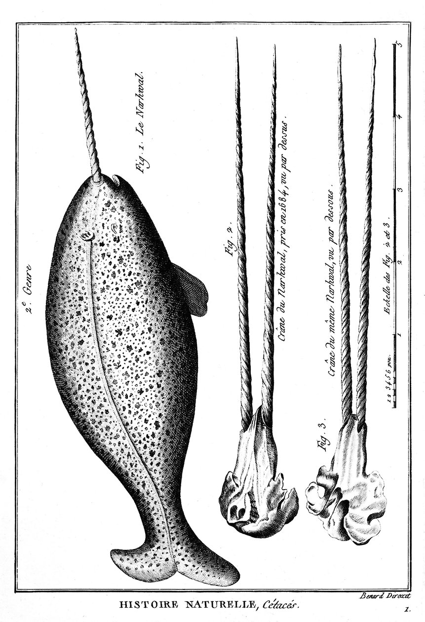 Narwhal tai Narwhal, valas - "" Histoire naturelle" -kaiverruksessa, n.d. tekijältä French School