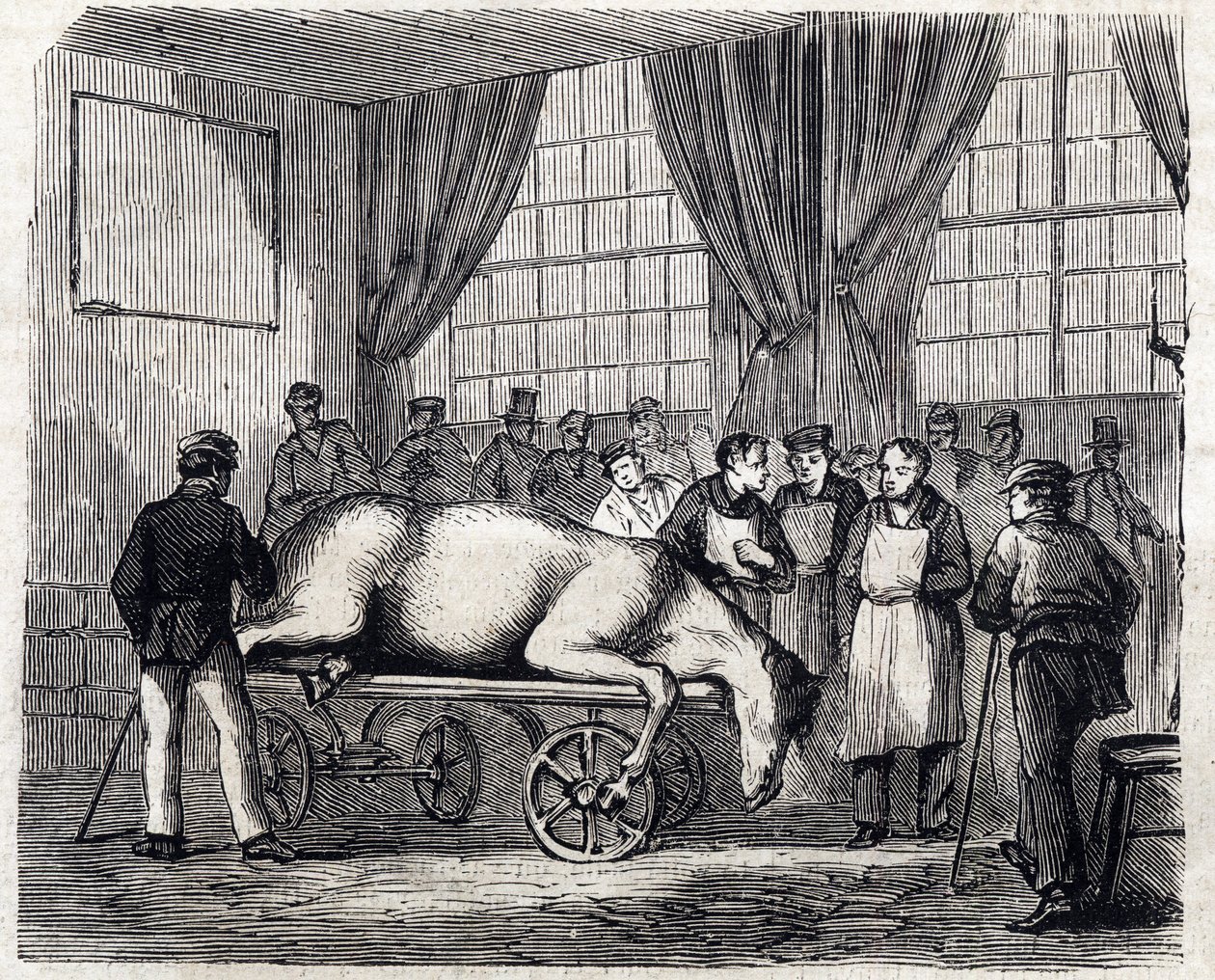 Alfortin kansallinen eläinlääkintäkoulu - Les grandes écoles de France - Maison Alfortin eläinlääkintäkoulu vuonna 1866 - Leikkaussali - Kaiverrus "Le monde illustrious" vuodelta 1866 tekijältä French School