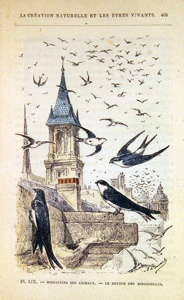 Pääskysten paluu. n.1880 (värikaiverrus) tekijältä French School