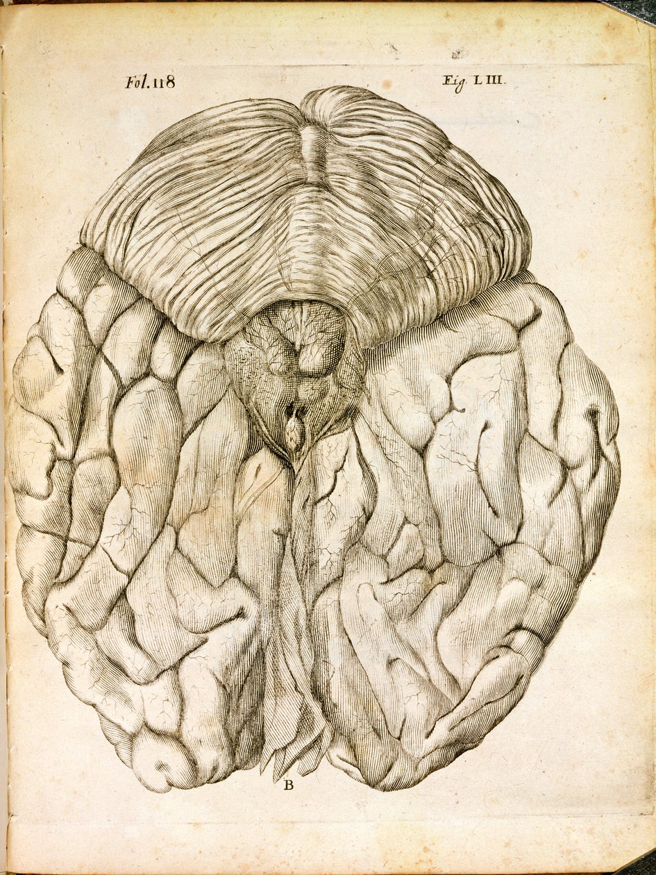 Aivojen rakenne, Rene Descartesin (1596-1650) De Homine Figuris -kirjasta, joka julkaistiin Haagissa, 1662 tekijältä French School