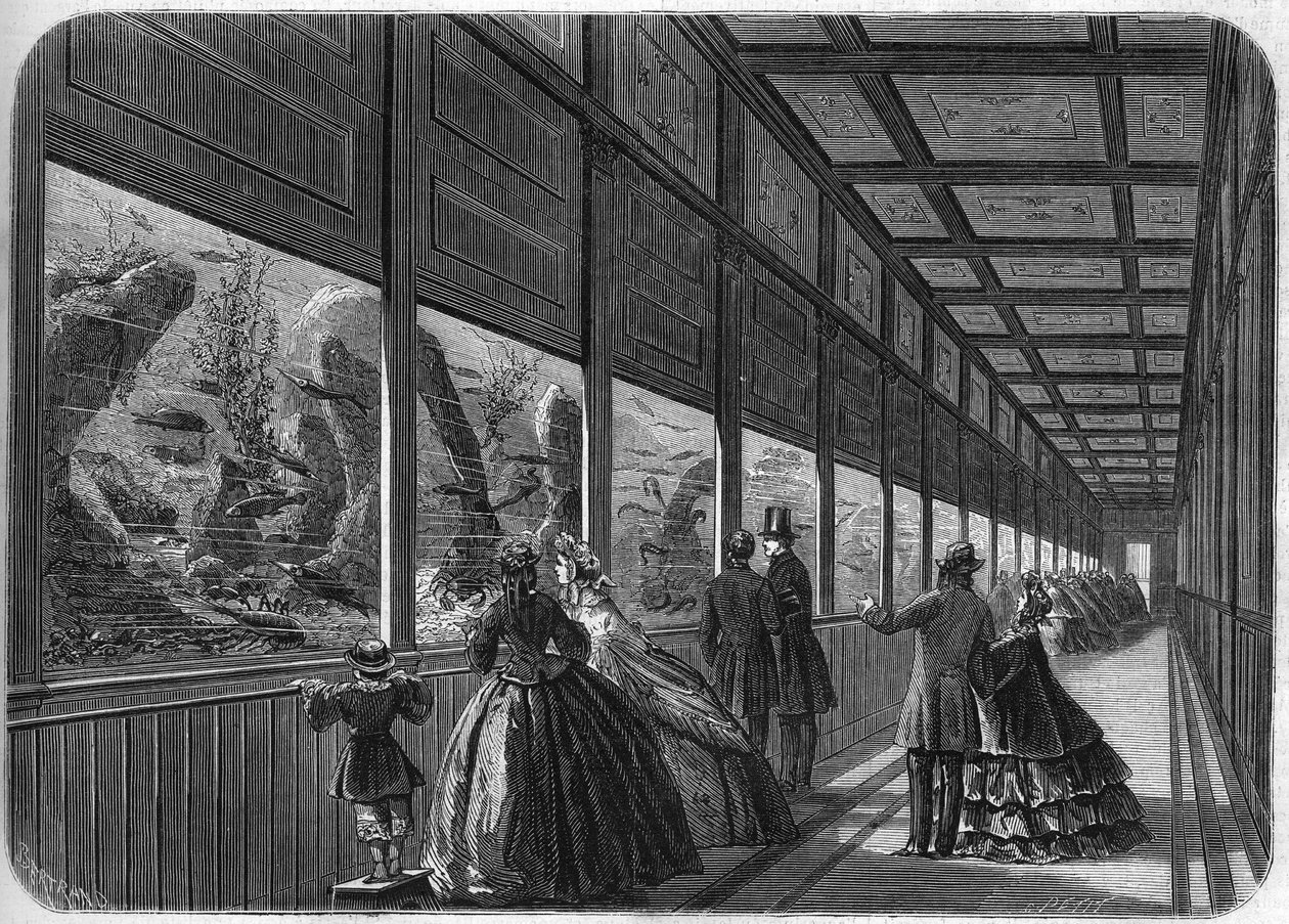 Pariisin akklimatisaatiopuutarhan akvaario vuonna 1863. tekijältä French School