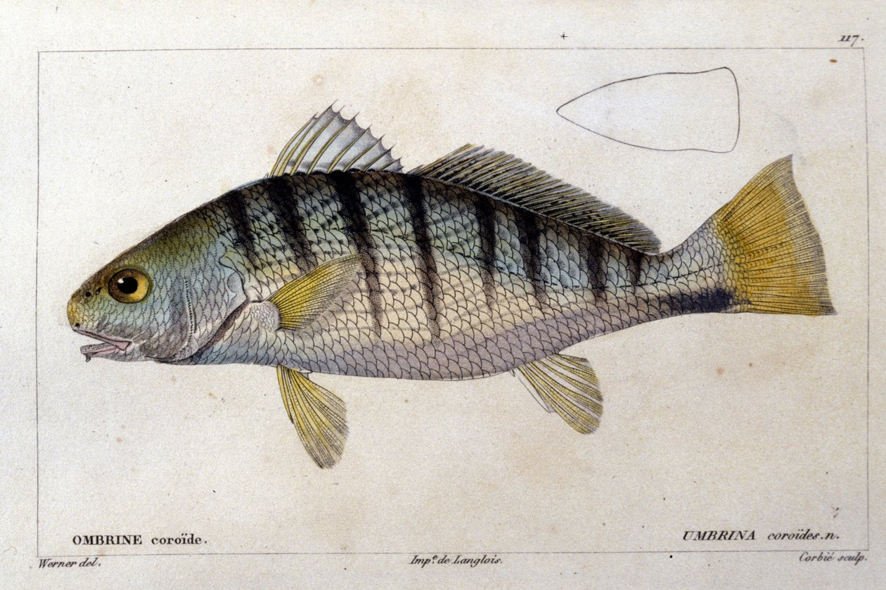 Coroid umbine Cuvierin, Valenciennesin, Pariisin ""kalojen luonnonhistorian" jälkeen tekijältä French School