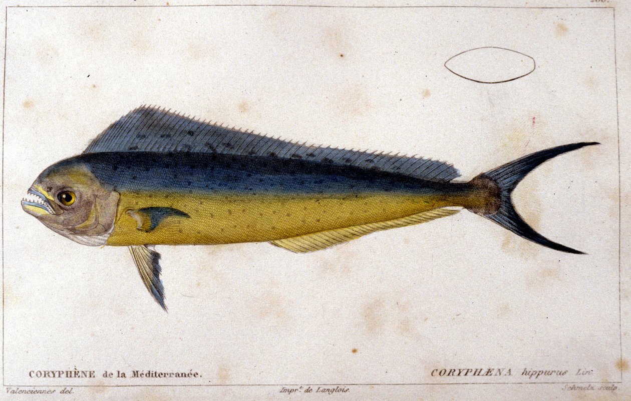 Välimeren delfiinikalat Cuvierin, Valenciennesin, Pariisin "kalan luonnonhistorian" mukaan tekijältä French School