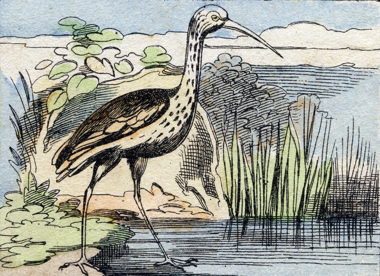 Kihara. Kaiverrus "Buffon Alphabet des Oiseaux n 2". 3. Serie N 2. Epinalin kuvantaminen, Epinal, 1800-luvun loppu. 16 sivua. Mitat: 28 x 21 cm tekijältä French School