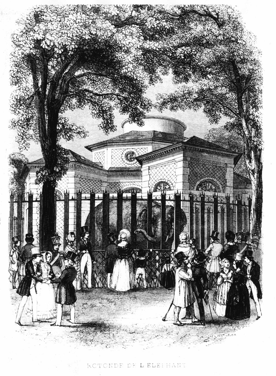 Elefanttirotunda Pariisin kasvipuutarhasta - kaiverrus tekijältä French School