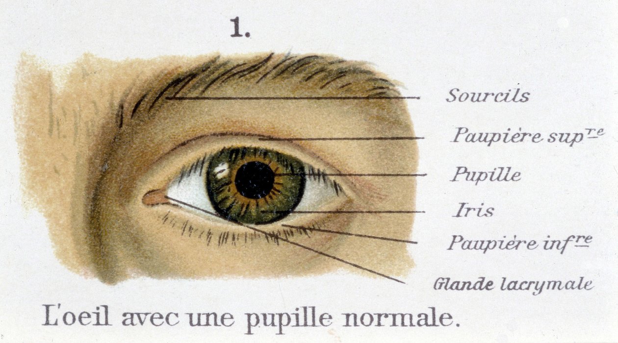 Silmä normaalilla pupillilla (yksityiskohta) tekijältä French School