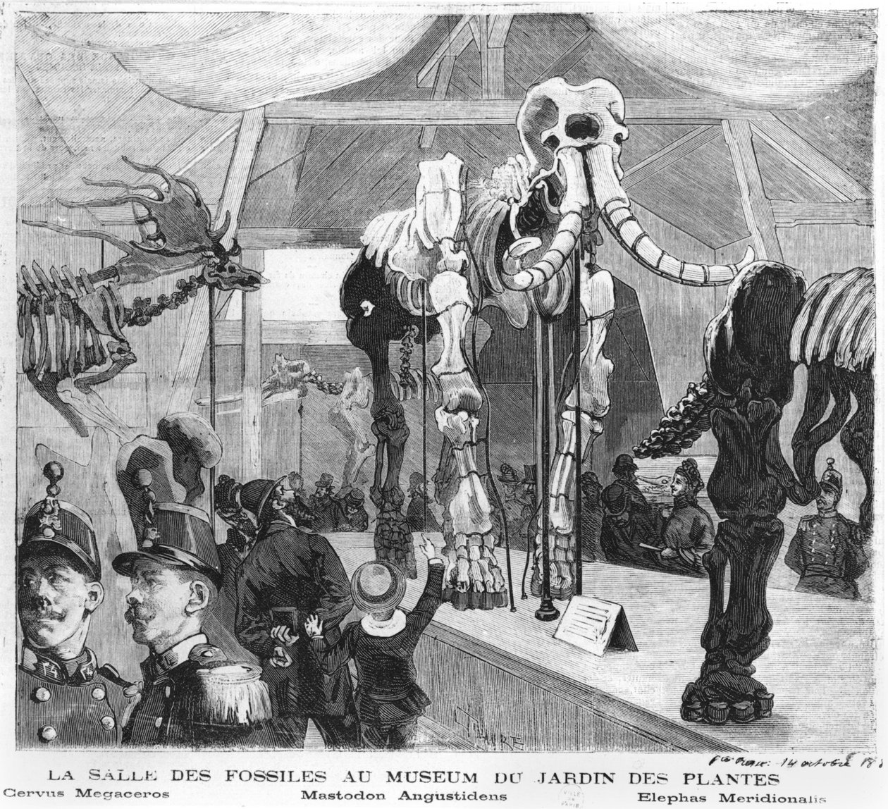 Pariisin luonnonhistoriallisen museon fossiilihuone, noin 1880 tekijältä French School