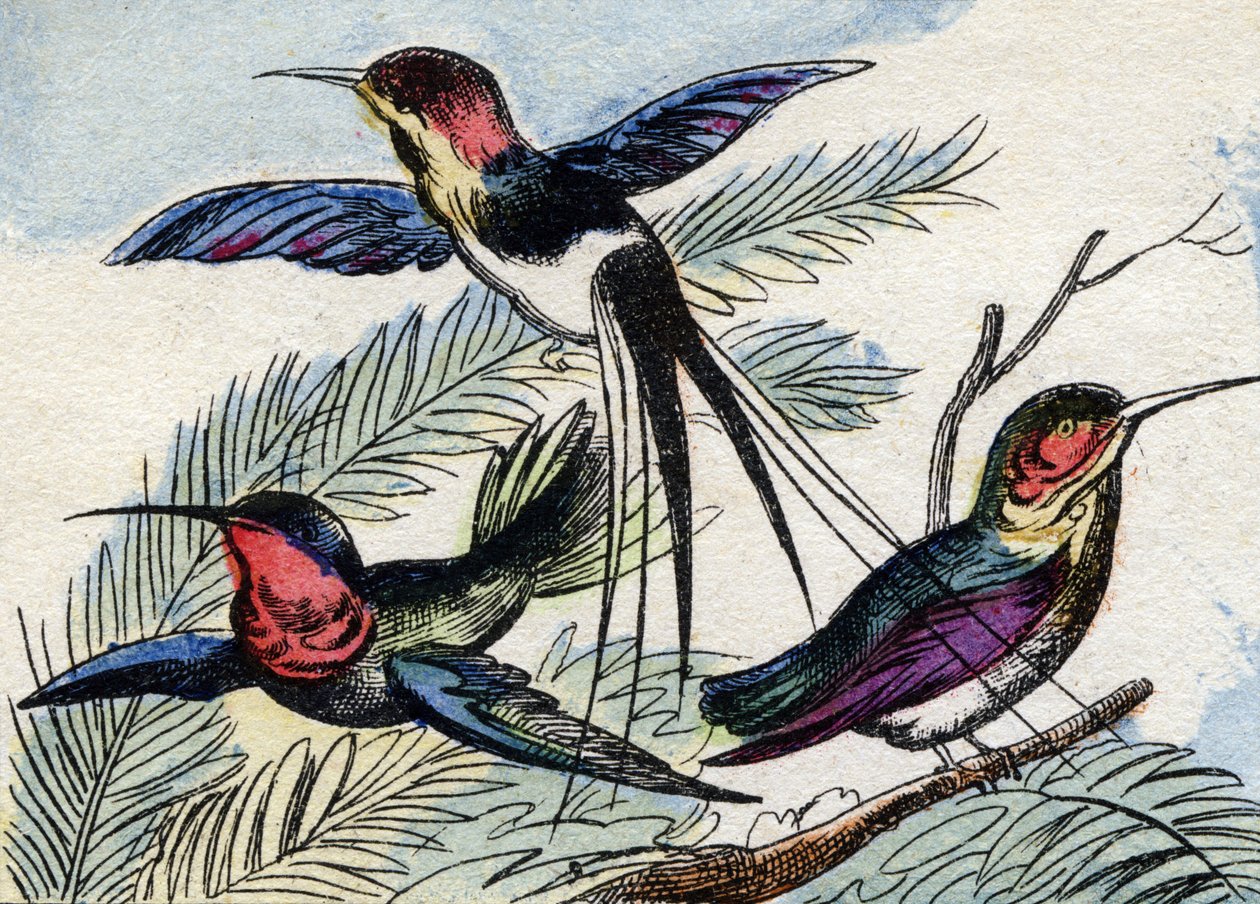 Kolibri. Kaiverrus "Buffon Alphabet des Oiseaux n 2". 3. Serie N 2. Epinalin kuvantaminen, Epinal, 1800-luvun loppu. 16 sivua. Mitat: 28 x 21 cm tekijältä French School