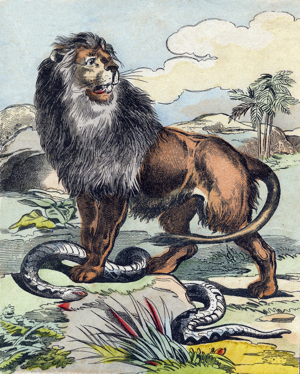 Leijona. Kaiverrus "Buffon Alphabet des Animaux". 3. sarja N 1. Epinal, Epinal, 1800-luvun loppu. Kuvaus. 16 sivua. Mitat: 28x21cm tekijältä French School
