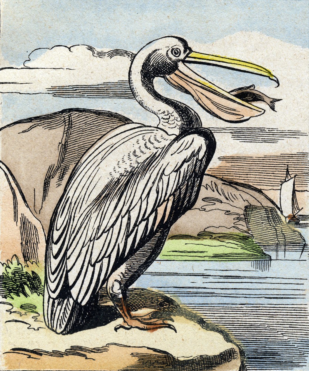 Pelikaani. Kaiverrus "Buffon Alphabet des Oiseaux n 1". 3. Serie N 1. Epinalin kuvantaminen, Epinal, 1800-luvun loppu. 16 sivua. Mitat: 28 x 21 cm tekijältä French School