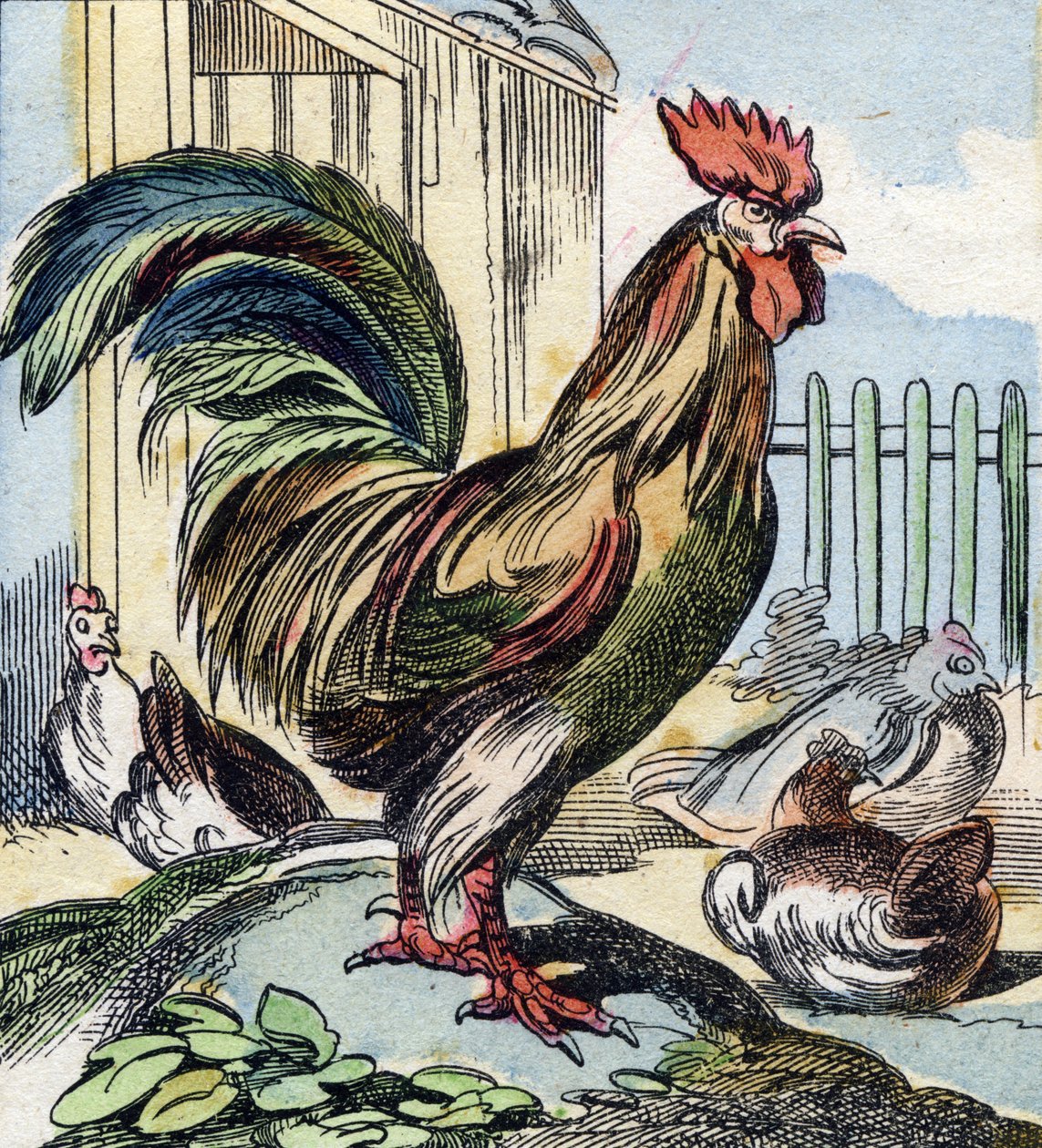 Kukko. Kaiverrus "Buffon Alphabet des Oiseaux n 2". 3. Serie N 2. Epinalin kuvantaminen, Epinal, 1800-luvun loppu. 16 sivua. Mitat: 28 x 21 cm tekijältä French School