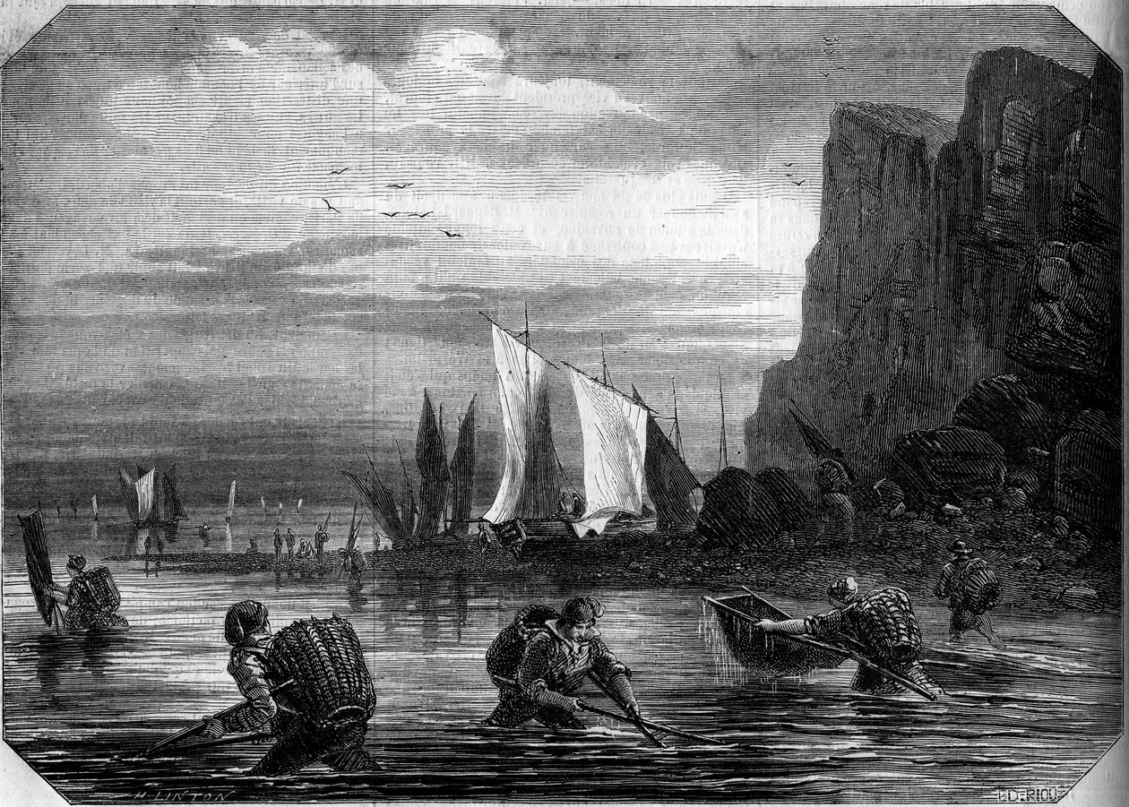 Katkarapujen kalastus Le Havren läheisyydessä, Seine Maritime (76) tekijältä French School