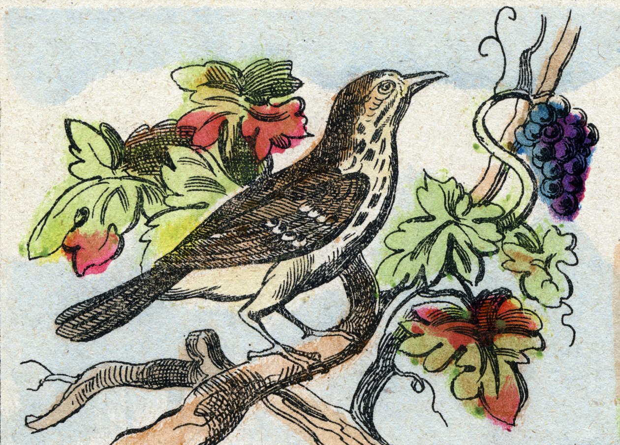 Sammas. Kaiverrus "Buffon Alphabet des Oiseaux n 1". 3. Serie N 1. Epinalin kuvantaminen, Epinal, 1800-luvun loppu. 16 sivua. Mitat: 28 x 21 cm tekijältä French School