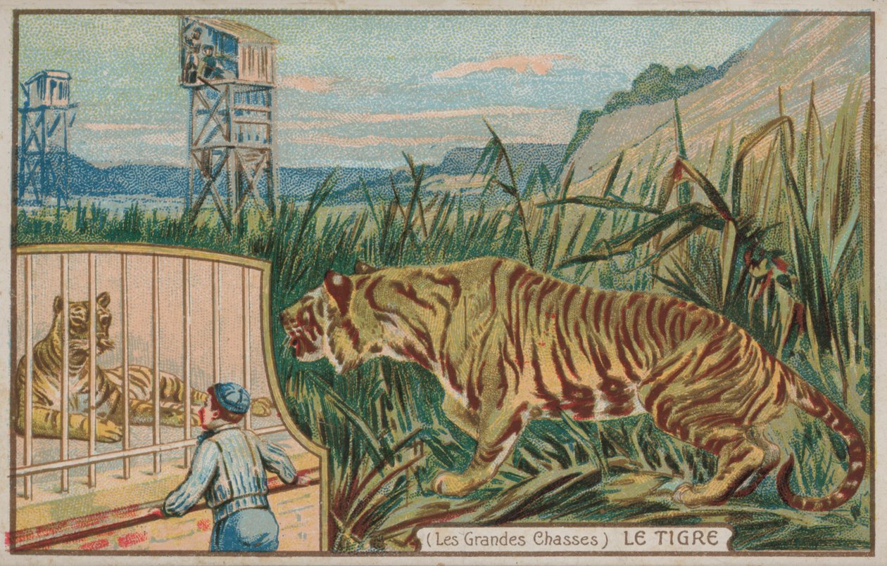 Tiikeri (chromolitho) tekijältä French School
