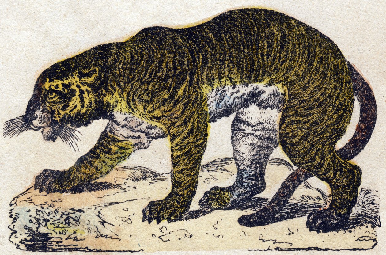 Tiikeri. Kaiverrus "" Alphabet des animaux sauvages"". 9. sarja. Kuvia Epinalista, Pellerin, paino-kustantaja, noin 1870. Kaiverrukset puuhun, stenciloitu. 16 sivua. Mitat: 20 x 15 cm. Yksityinen kokoelma tekijältä French School