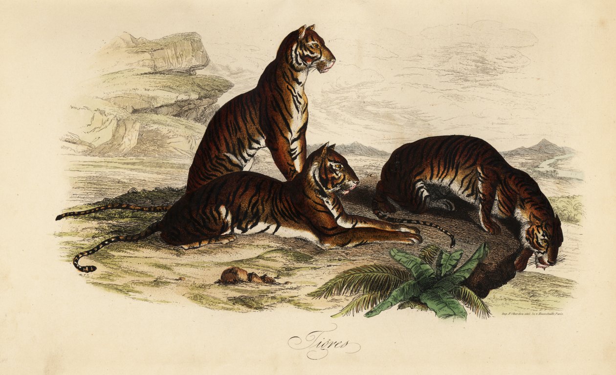 Tiger, Panthera tigris tekijältä French School