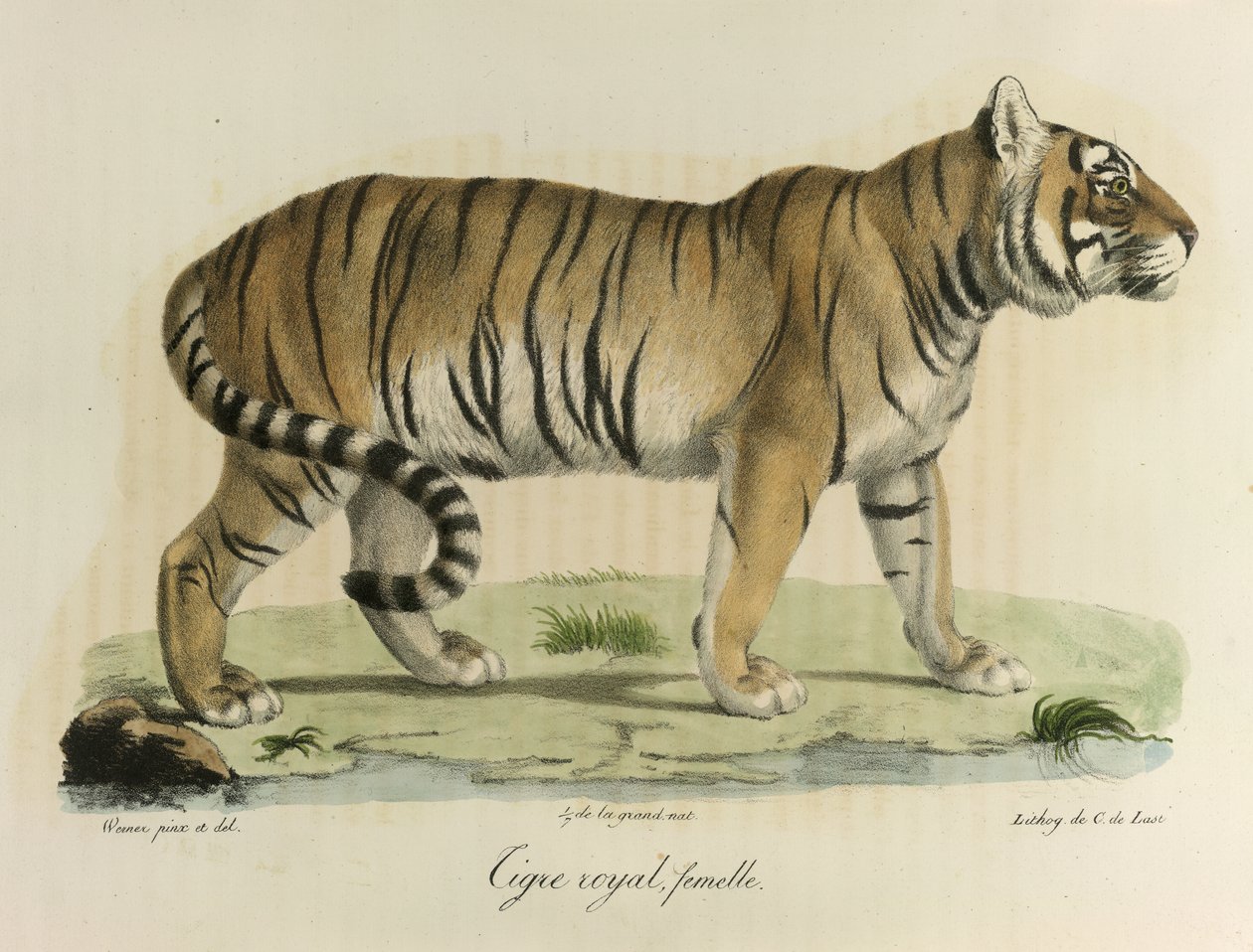 Kuninkaallinen tiikeri, naaras. Naaras kuninkaallinen tiikeri, Natural History of Mammals (väri litho) tekijältä French School