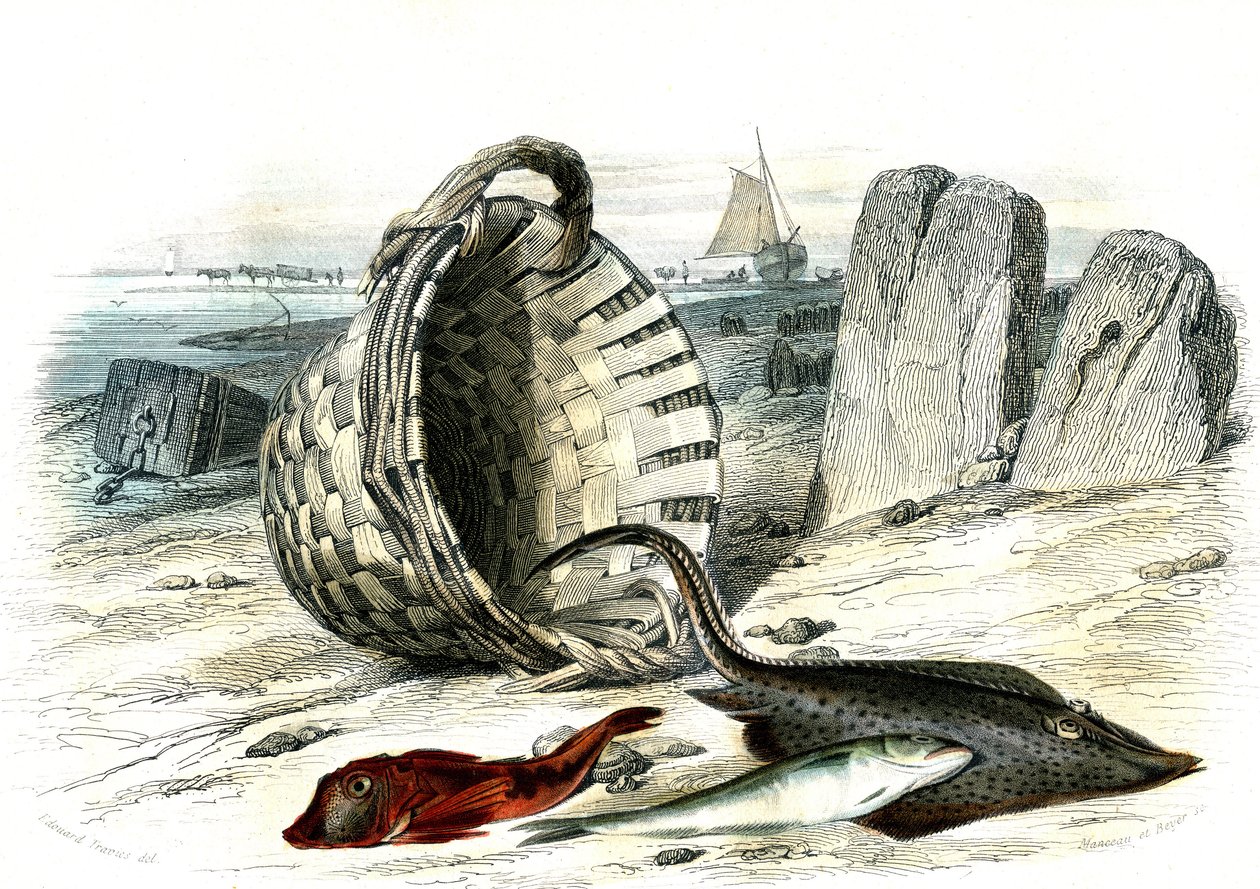 Trigle grondin (Trigle cuculus), valkoturska (merlangius merlangus), raie grondin (dipturus batis) - Bernard Germain de Lacepeden (1856-1925) Histoire Naturelle -lajista poiminut levy, painos P.Furme, Pariisi tekijältä French School