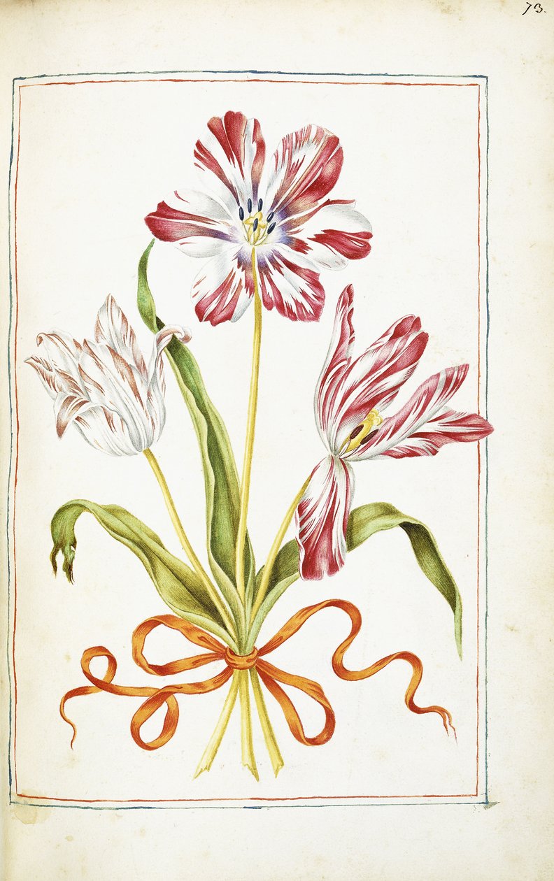 Tulppaanit, 1700-luku tekijältä French School