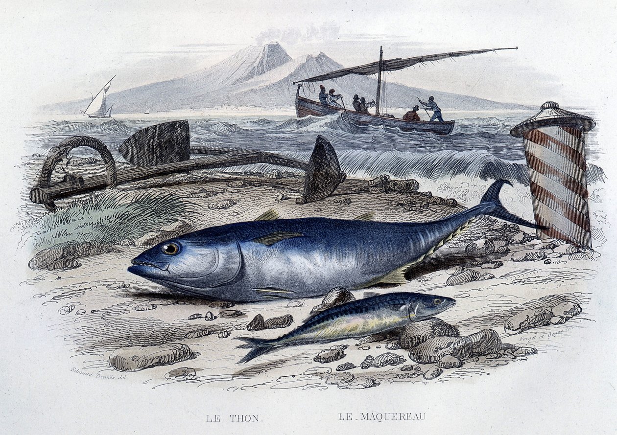 Tonnikala ja makrilli - teoksessa "Natural History", kirjoittanut Lacepède, T.II, toim. Furne et Cie, Pariisi tekijältä French School