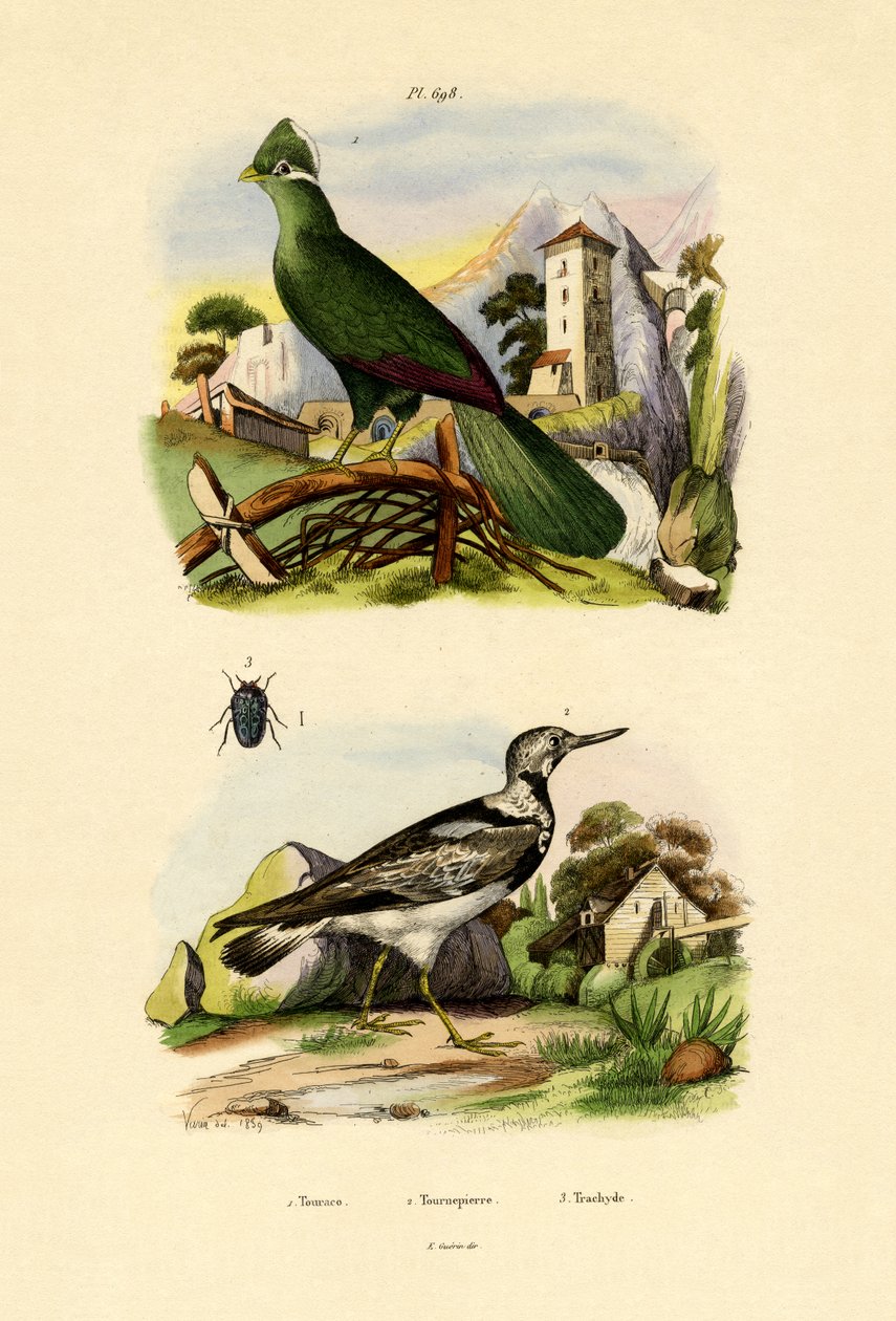 Turaco, 1833-39 tekijältä French School
