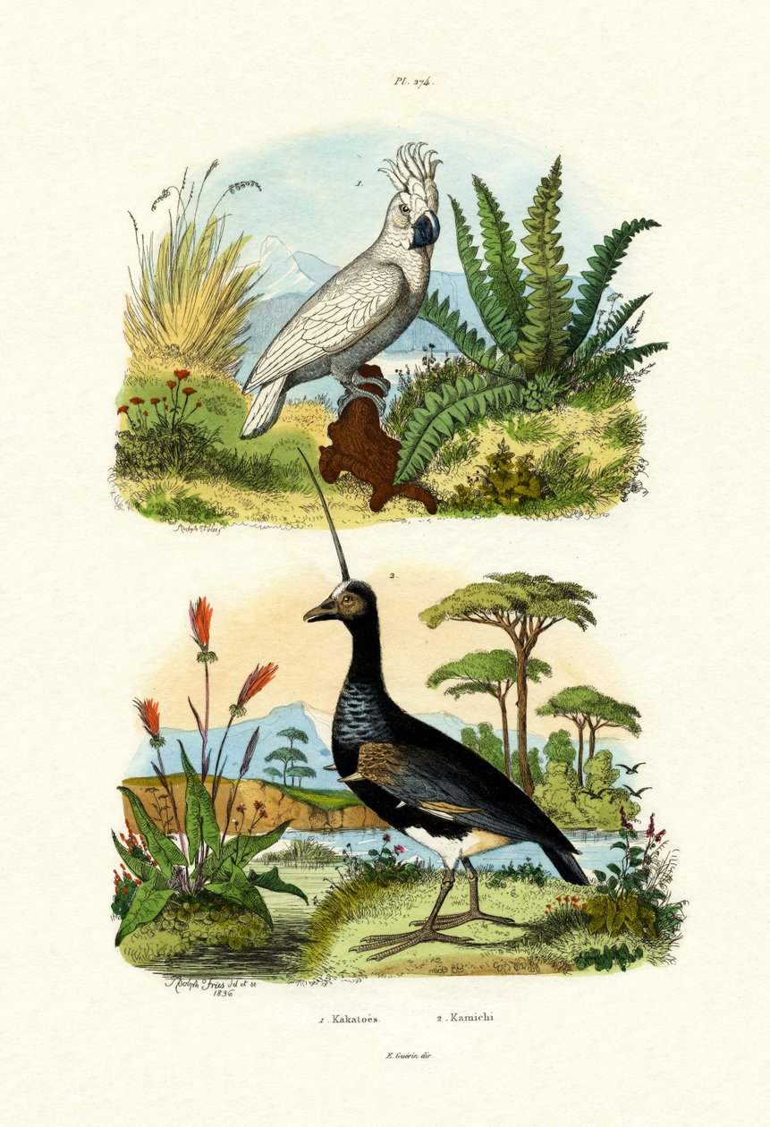 Sateenvarjokakadu, 1833-39 tekijältä French School