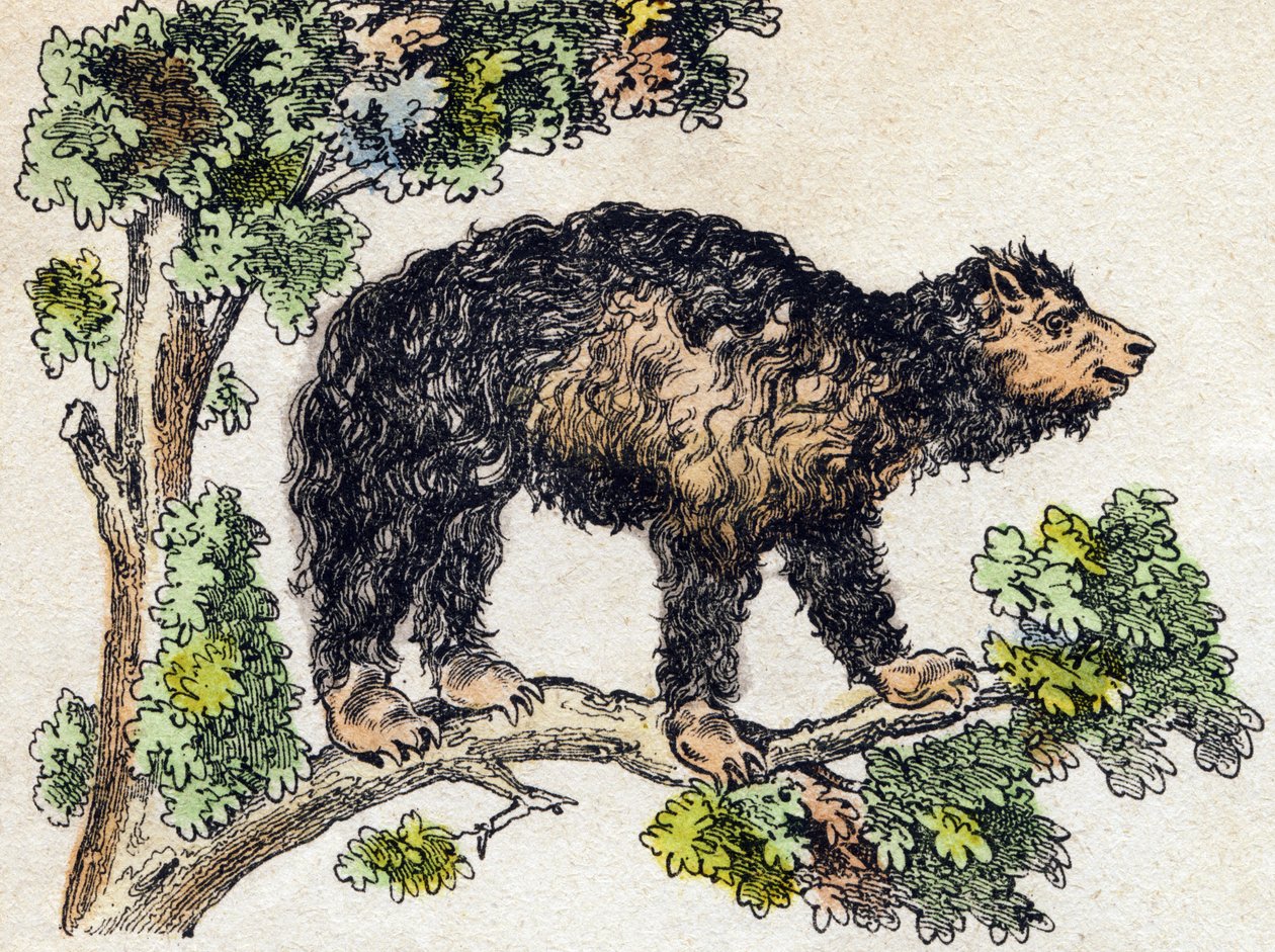 Unau (laiska). Kaiverrus "" Alphabet des animaux sauvages"". 9. sarja. Kuvia Epinalista, Pellerin, paino-kustantaja, noin 1870. Kaiverrukset puuhun, stenciloitu. 16 sivua. Mitat: 20 x 15 cm. Yksityinen kokoelma tekijältä French School