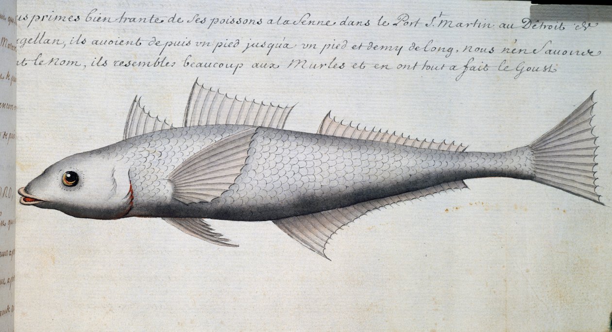 Tuntematon kala, Magellanin salmi, akvarelli lokikirjasta Jacques Gouin de Beauchesnen (1652-1730), Compagnie royale de la Mer du Sudin kapteeni, 1698-1701, Ranska tekijältä French School