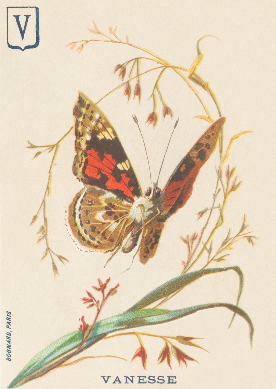 V: Vanesse (Vanessa cardui tai steplady tai Vanesse du thistle) tekijältä French School