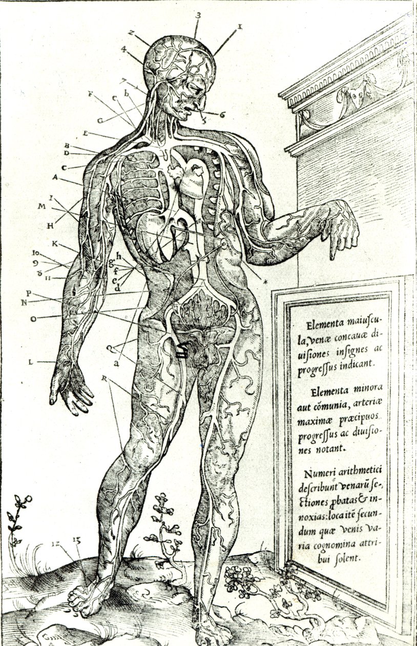 Verisuonijärjestelmä Charles Etiennen mukaan teoksesta The Dissection of the Human Body tekijältä French School