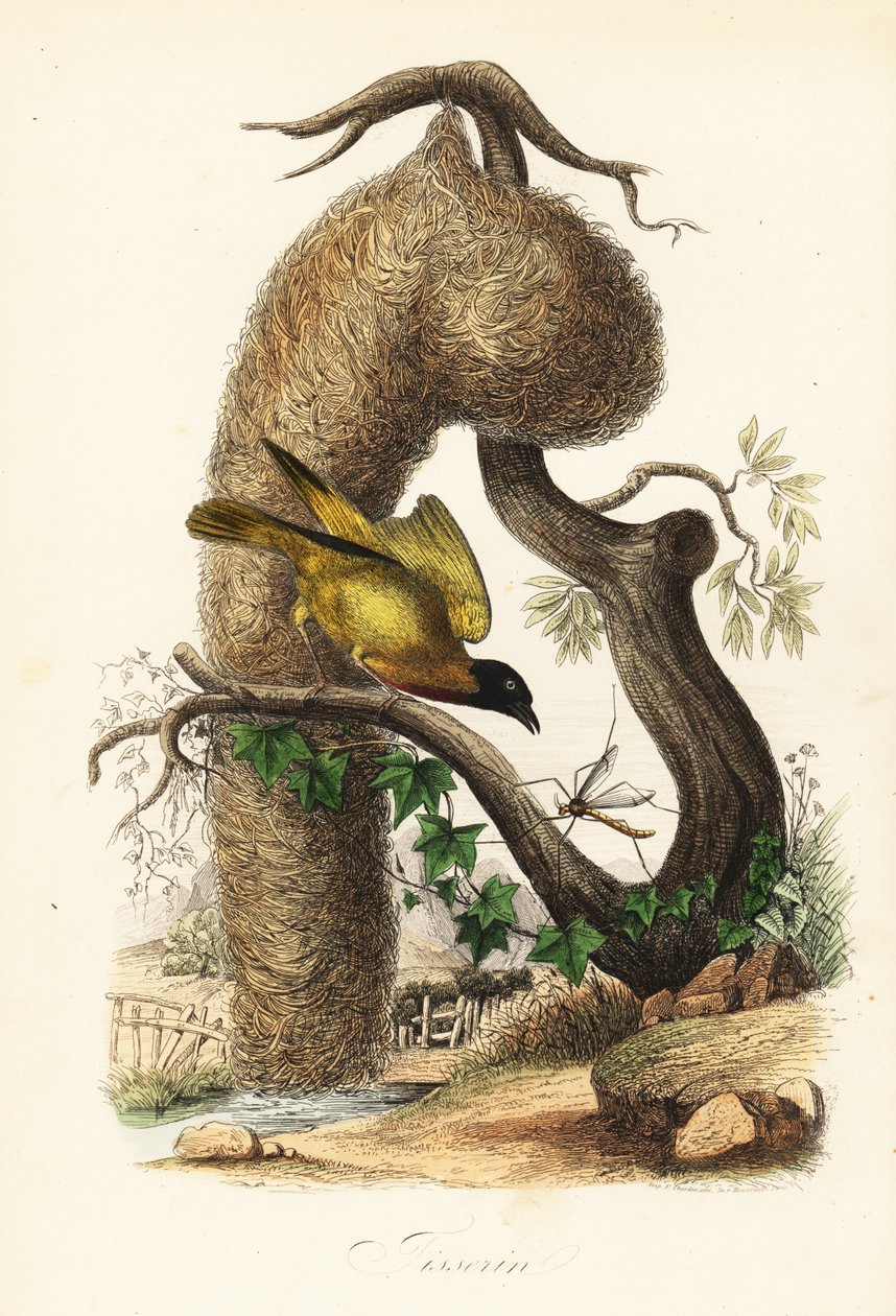 Kylän kutoja, Ploceus cucullatus, kudotun ruohon pesä tekijältä French School