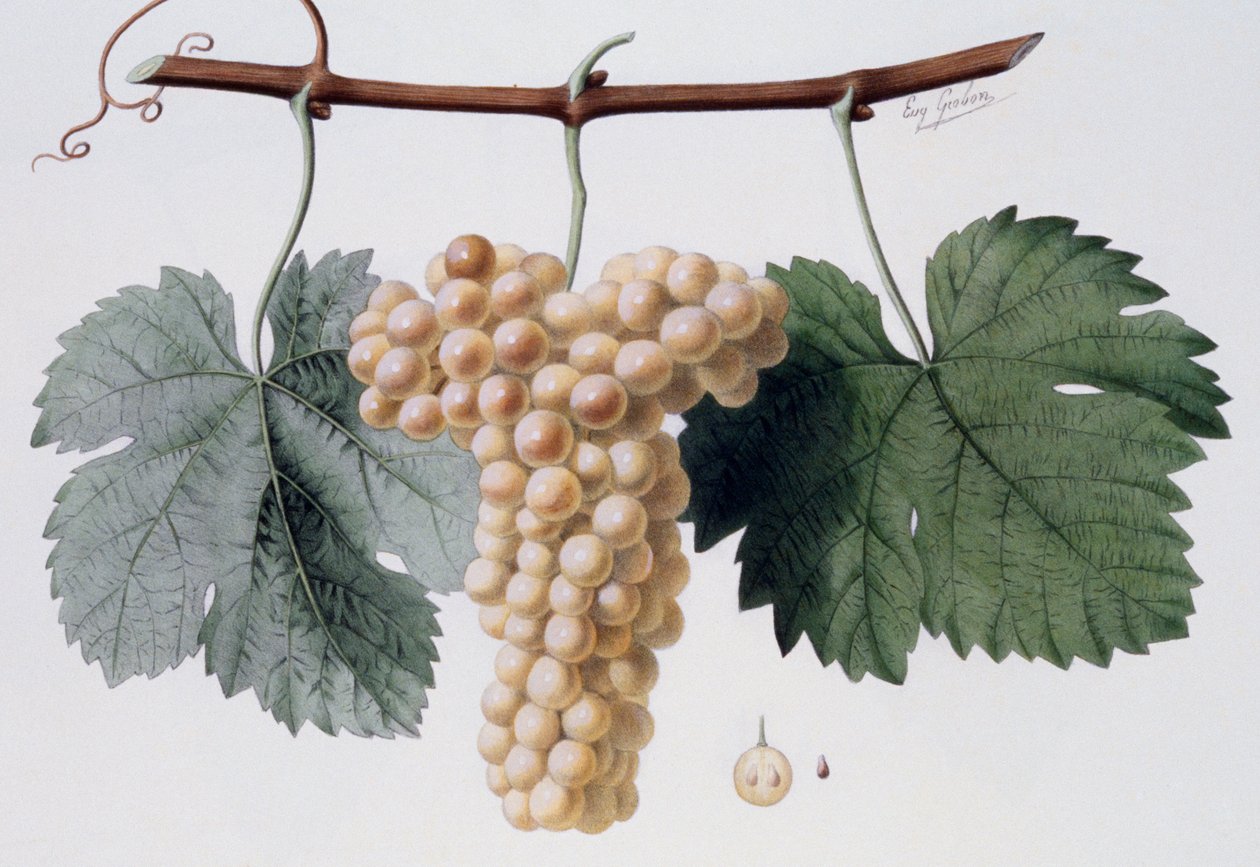 Viognier-rypäle, Viogne" tai Petit Vionnier (Cote du Rhone), ampelografia tekijältä French School