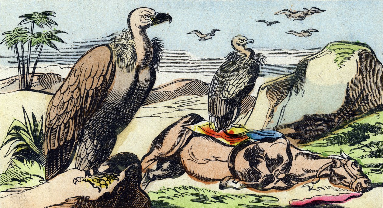 Korppikotkat. Kaiverrus "Buffon Alphabet des Oiseaux n 1". 3. Serie N 1. Epinalin kuvantaminen, Epinal, 1800-luvun loppu. 16 sivua. Mitat: 28 x 21 cm tekijältä French School