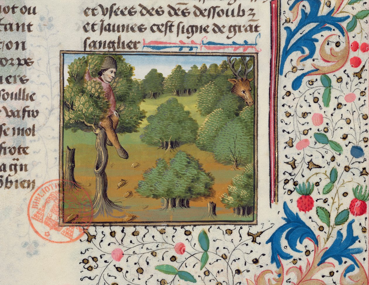 Odotetaan puuhun piiloutuvaa peuroa Livre de la Chassesta, Gaston Phebus tekijältä French School
