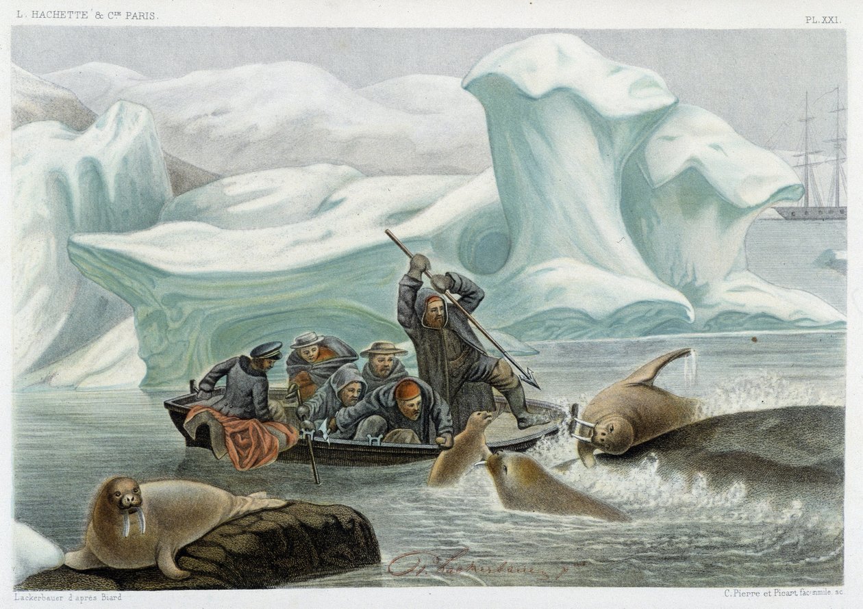 Mursun metsästys - Alfred Fredolin teoksessa Le monde de la mer, Hachette, Pariisi tekijältä French School