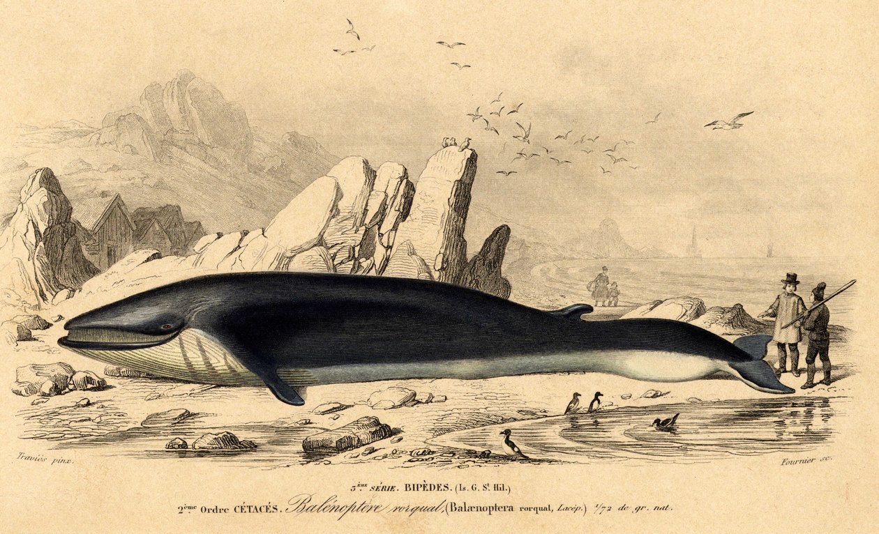 Valas tai baleinoptera (Balaenoptera rorqual) tekijältä French School