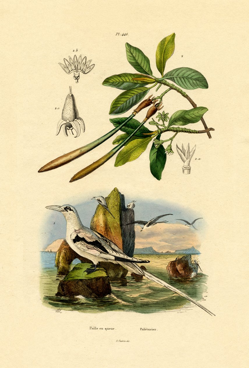 White-tailed Tropicbird, 1833-39 tekijältä French School