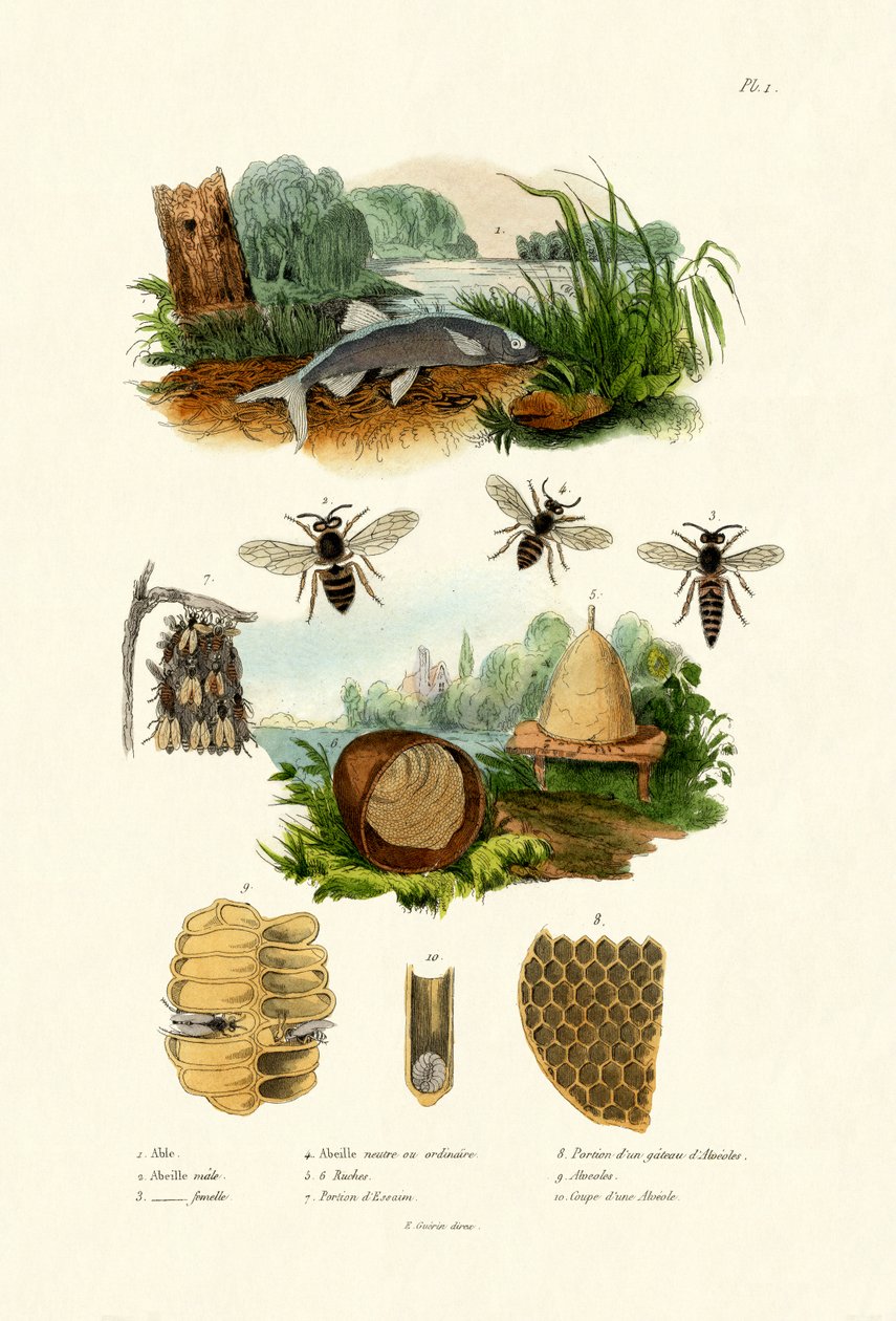 White Aspe, 1833-39 tekijältä French School