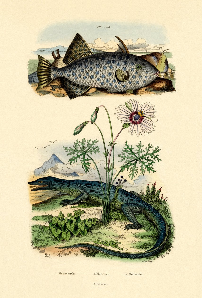Whitespotted Filefish, 1833-39 tekijältä French School