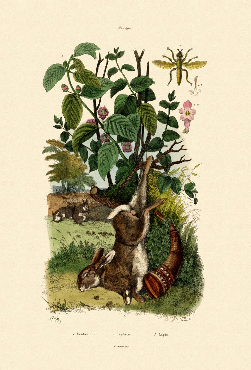 Villisalvia, 1833-39 tekijältä French School