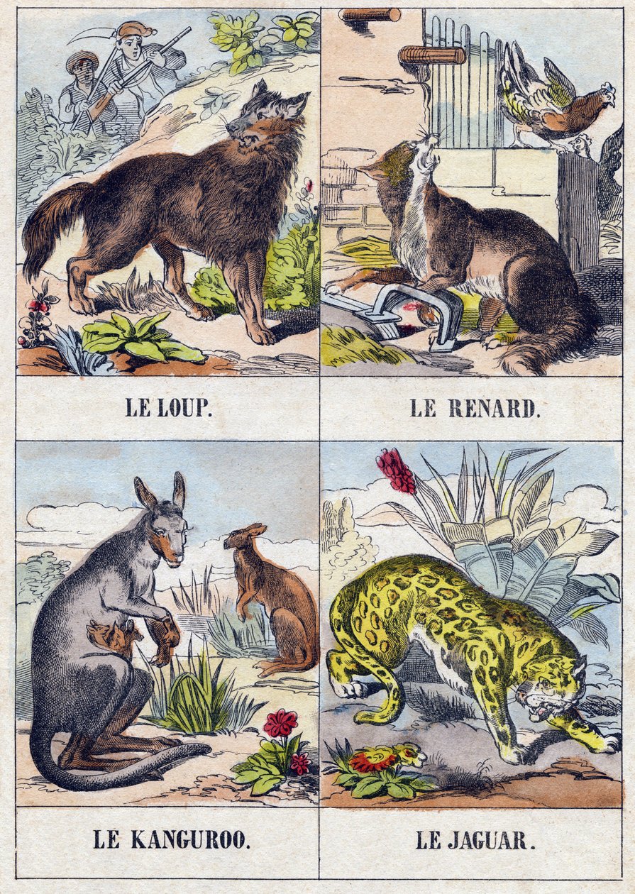 Susi; Kettu; Kenguru ; Jaguar. Kaiverrus "Buffon Alphabet des Animaux". 3. sarja N 1. Epinal, Epinal, 1800-luvun loppu. Kuvaus. 16 sivua. Mitat: 28x21cm tekijältä French School