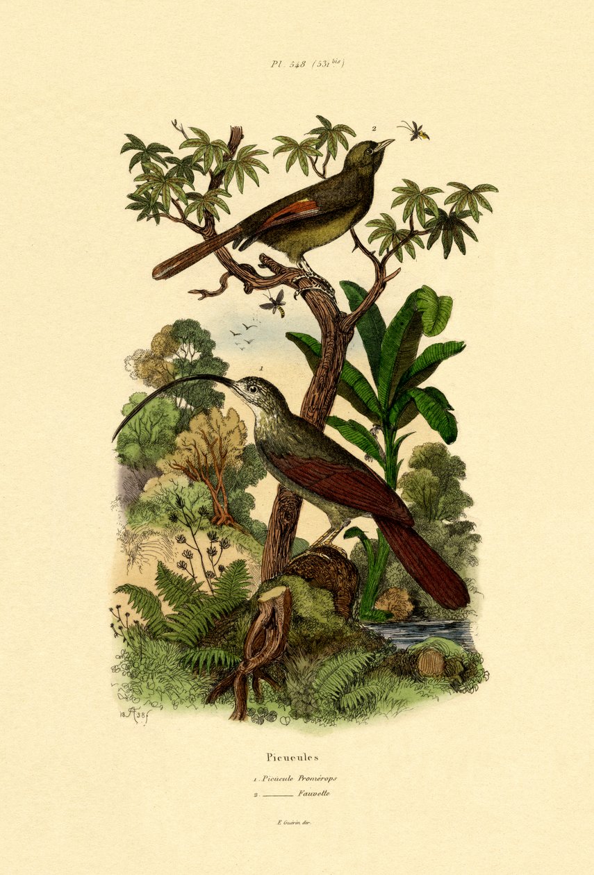 Woodcreeper, 1833-39 tekijältä French School