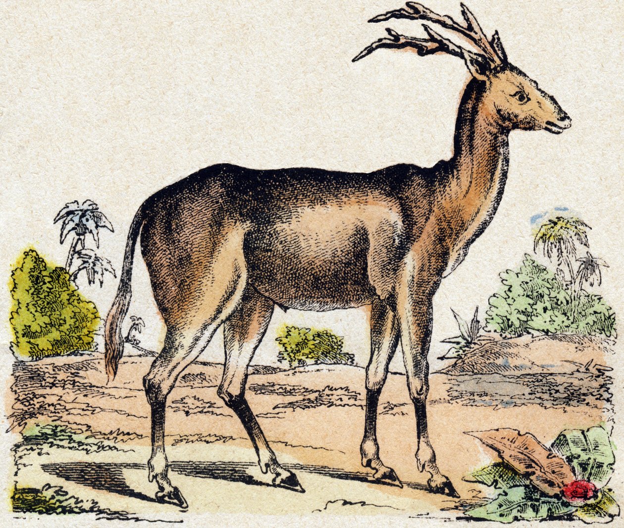 Xantarus. Kaiverrus "Wild Animals Alphabet". 9. sarja. Kuvia Epinalista, Pellerin, kirjapaino-kustantaja, n. 1870. Kaiverrukset puuhun, stensiili. 16 sivua. Koko: 20 x 15 cm. Yksityinen kokoelma tekijältä French School